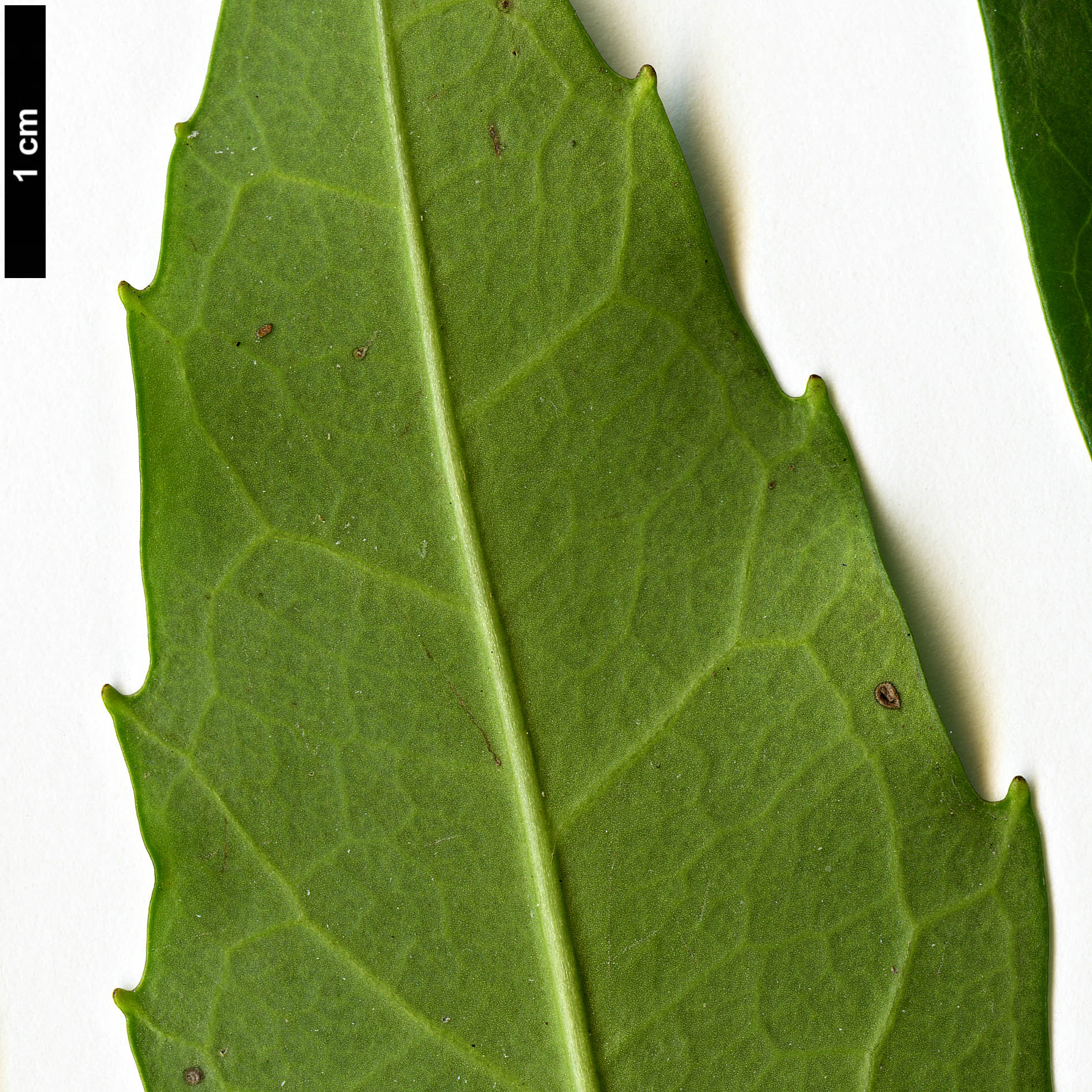 High resolution image: Family: Garryaceae - Genus: Aucuba - Taxon: japonica - SpeciesSub: f. longifolia